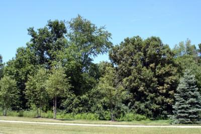 Rosewood Village, Ann Arbor Nature Area